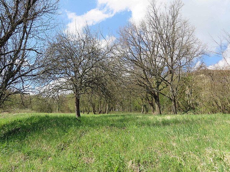 Baugrundstück in Obrigheim-Mörtelstein!